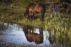 Icelandic Pony