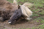 lying Icelandic Horse