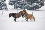 playing Icelandic Horses