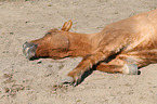 lying Icelandic horse