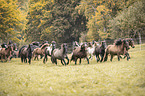 Icelandic horses