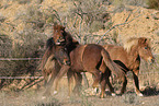 Icelandic horses