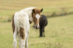 Icelandic horse foal