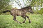 Icelandic horse foal