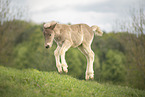 Icelandic horse foal