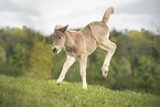 Icelandic horse foal