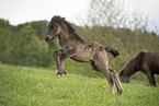 Icelandic horses