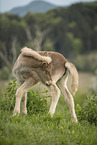 Icelandic horse foal