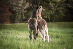 2 Icelandic horse foals