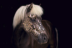 Icelandic horse Portrait