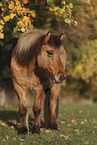 Icelandic horse