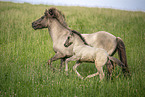 Icelandic horses