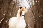 Icelandic horse