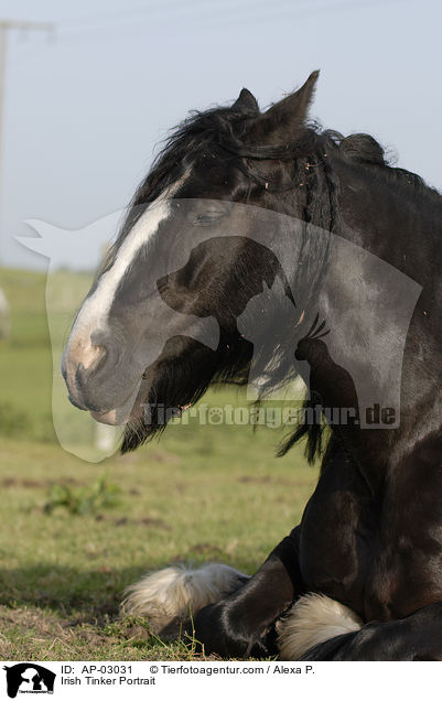 Irish Tinker Portrait / AP-03031