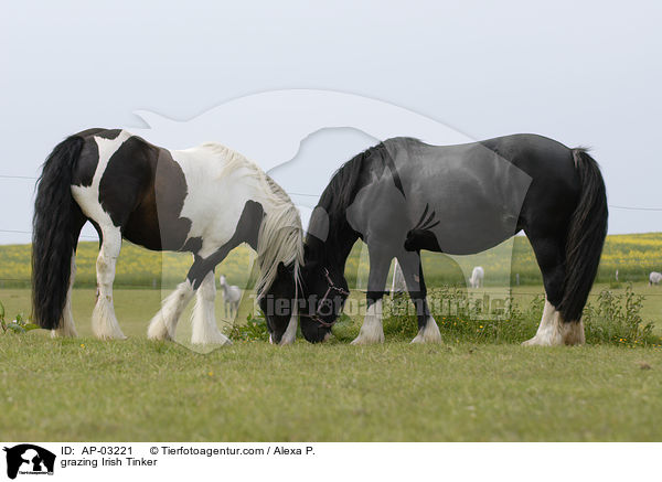 grazing Irish Tinker / AP-03221