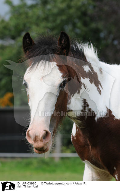 Irish Tinker foal / AP-03995