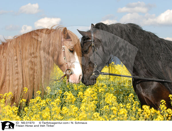 Frisian Horse and Irish Tinker / NS-01970