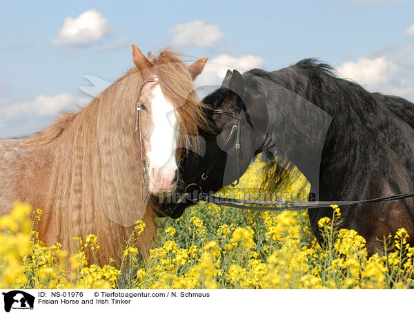 Friese und Irish Tinker / Frisian Horse and Irish Tinker / NS-01976