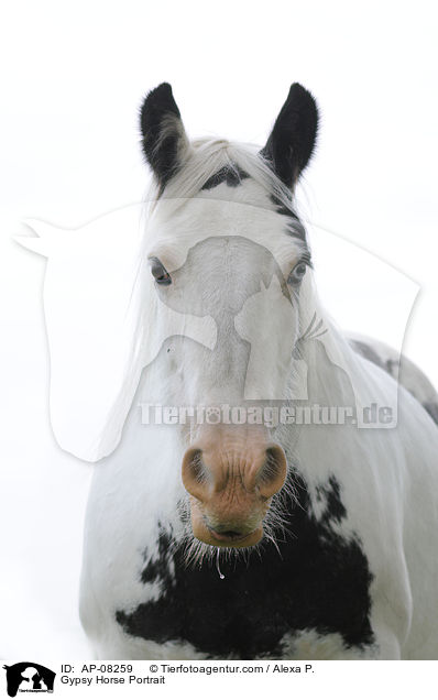 Gypsy Horse Portrait / AP-08259