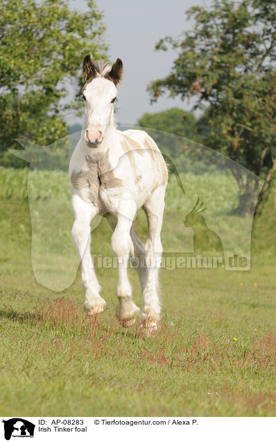 Irish Tinker foal / AP-08283