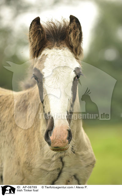 Irish Tinker foal / AP-08789