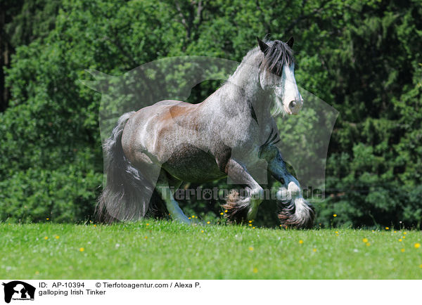 galloping Irish Tinker / AP-10394