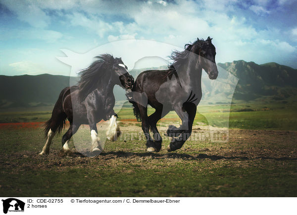 2 Pferde / 2 horses / CDE-02755