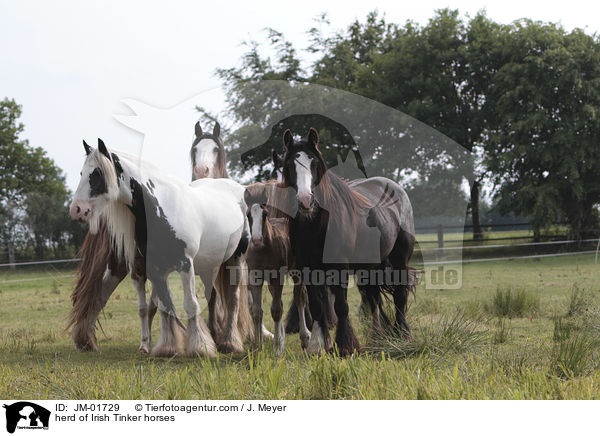 herd of Irish Tinker horses / JM-01729