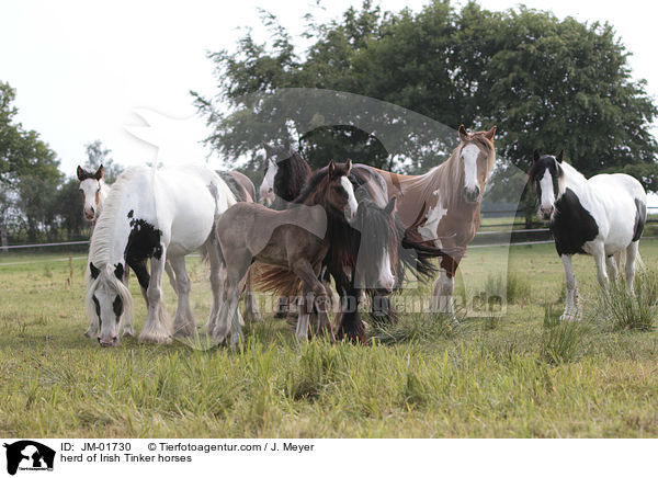 Irish Tinker Herde / herd of Irish Tinker horses / JM-01730