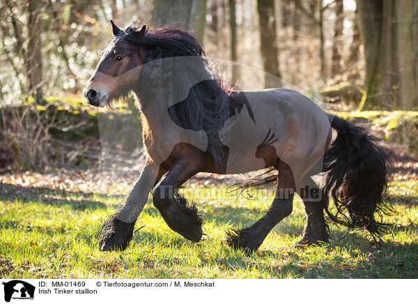 Irish Tinker stallion / MM-01469