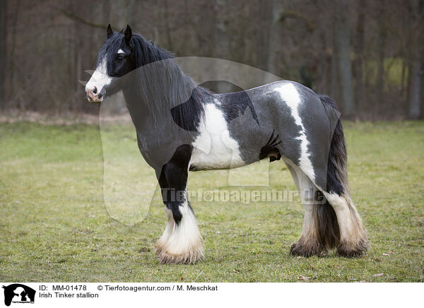 Irish Tinker stallion / MM-01478