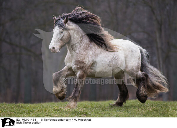 Irish Tinker stallion / MM-01484
