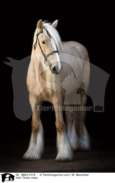 Irish Tinker mare / MM-01516