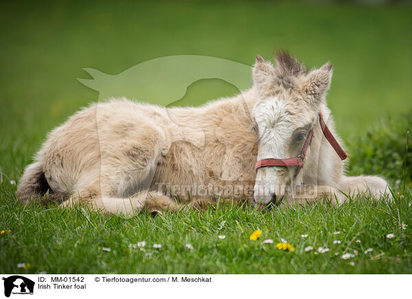 Irish Tinker foal / MM-01542
