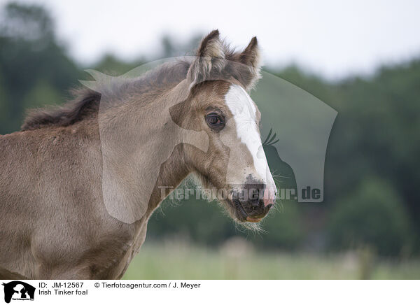 Irish Tinker foal / JM-12567