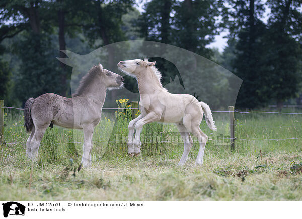 Irish Tinker foals / JM-12570
