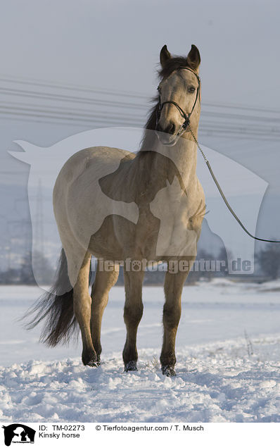 Kinsky horse / TM-02273