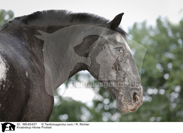Knabstrupper Portrait / Knabstrup Horse Portrait / RR-85457