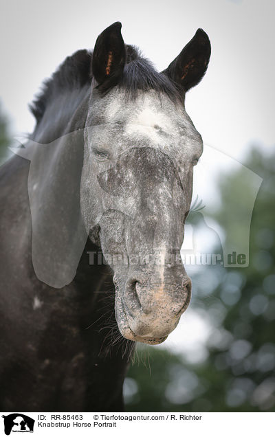 Knabstrupper Portrait / Knabstrup Horse Portrait / RR-85463