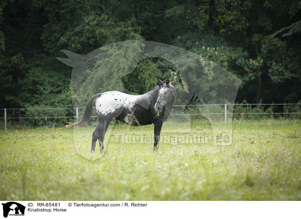 Knabstrupper / Knabstrup Horse / RR-85481
