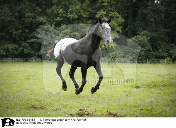galoppierender Knabstrupper / galloping Knabstrup Horse / RR-85487