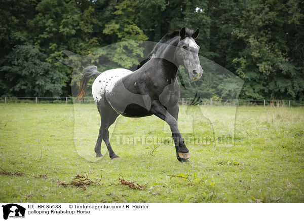 galoppierender Knabstrupper / galloping Knabstrup Horse / RR-85488