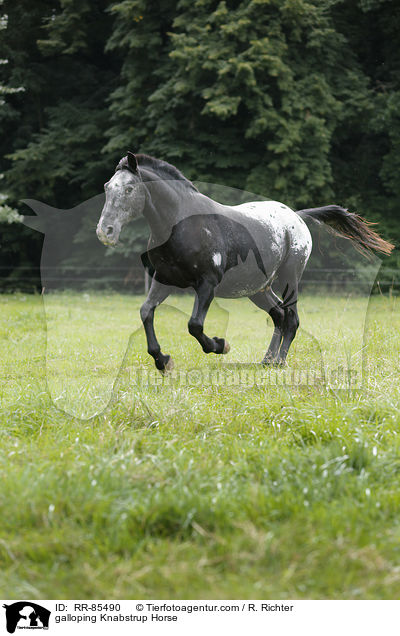 galoppierender Knabstrupper / galloping Knabstrup Horse / RR-85490