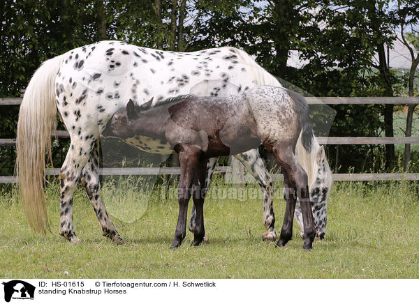 stehende Knabstrupper / standing Knabstrup Horses / HS-01615
