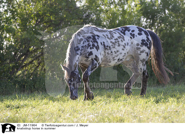 knabstrup horse in summer / JM-11964