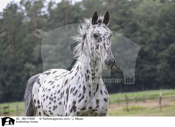 knabstrup horse / JM-17666