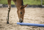 standing Knabstrup Horse