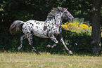 knabstrup horse in summer