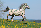 knabstrup stallion