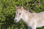 standing Konik Foal